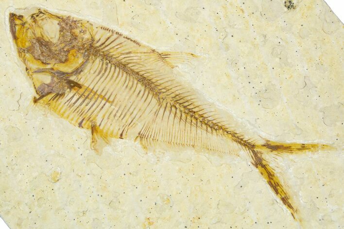 Detailed Fossil Fish (Diplomystus) - Wyoming #379492